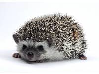 hedgehog photo