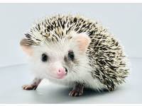 hedgehog photo