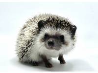 hedgehog photo