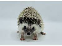 hedgehog photo