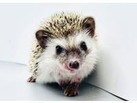 hedgehog photo