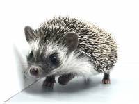 hedgehog photo