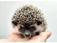 hedgehog photo