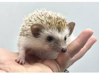 hedgehog photo