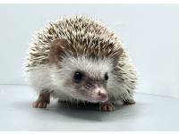 hedgehog photo