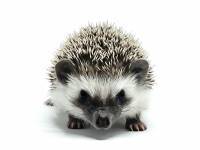 hedgehog photo