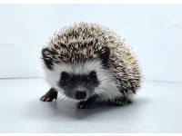 hedgehog photo