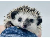 hedgehog photo