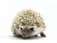 hedgehog photo