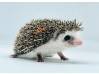 photo of hedgehog for sale