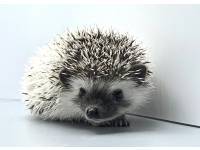 hedgehog photo