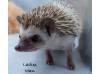 photo of hedgehog for sale