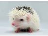 photo of hedgehog for sale