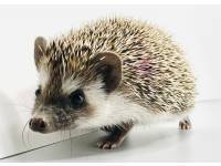 hedgehog photo