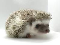 hedgehog photo