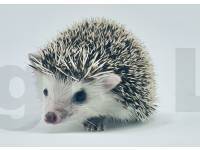 photo of hedgehog Jexxa, for sale