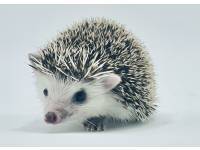 hedgehog photo