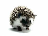 hedgehog photo