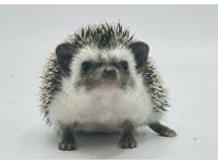 hedgehog photo