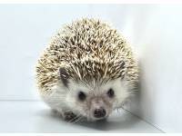 hedgehog photo