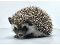 hedgehog photo