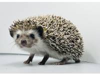 hedgehog photo