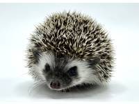 hedgehog photo