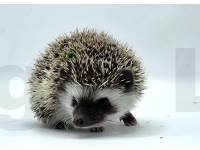 photo of hedgehog Fretta, for sale