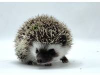 hedgehog photo