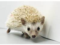 hedgehog photo