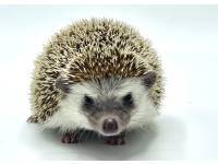 hedgehog photo