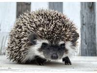 photo of hedgehog Joopy, for sale