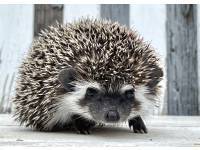 hedgehog photo