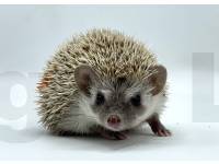 photo of hedgehog Deelyla, for sale