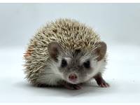 hedgehog photo