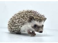 hedgehog photo