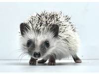 hedgehog photo