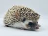 photo of hedgehog for sale