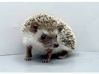 hedgehog photo