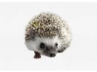 hedgehog photo