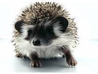 hedgehog photo