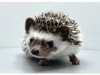 hedgehog photo