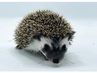 hedgehog photo