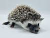 photo of hedgehog for sale
