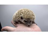 hedgehog photo