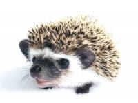 hedgehog photo