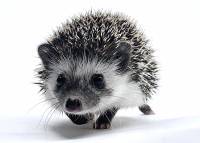 hedgehog photo