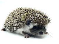 hedgehog photo