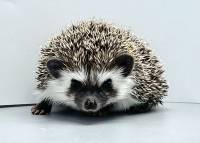 hedgehog photo