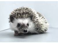 hedgehog photo